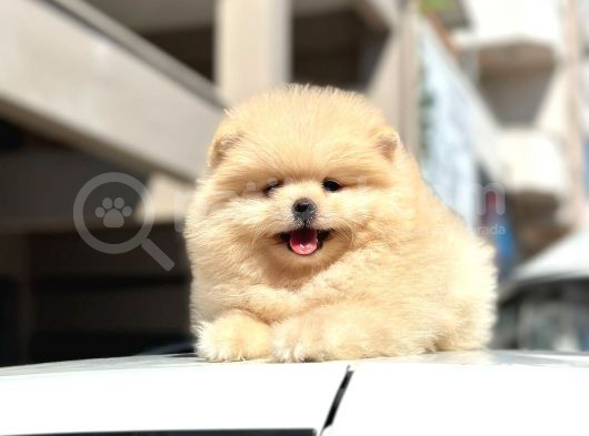 Teddy Surat Pomerian Boo Bebeklerim