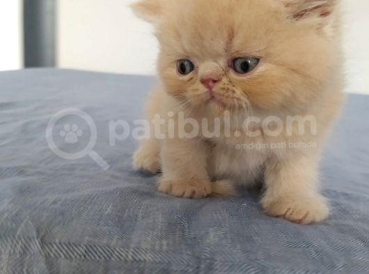 Safkan Şecereli İran Persian Bebekler görsel