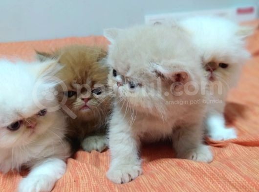 Safkan Şecereli İran Persian Bebekler görsel