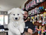Ayi̇ Yavrusu Samoyed A Kali̇te Irk