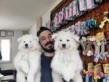 Ayi̇ Yavrusu Samoyed A Kali̇te Irk