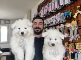 AYİ YAVRUSU SAMOYED A KALİTE IRK