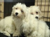 Bembeyaz Maltese Terri̇er 0 Numara