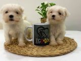 Muhteşem Teacup Bebekler