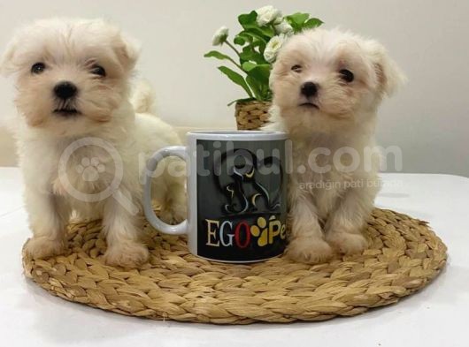 Muhteşem Teacup Bebekler görsel