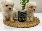 Muhteşem Teacup Bebekler