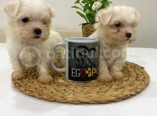 Muhteşem Teacup Bebekler görsel