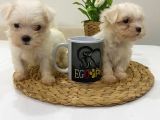 Muhteşem Teacup Bebekler