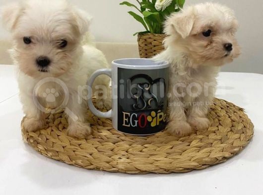 Muhteşem Teacup Bebekler
