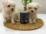 Muhteşem Teacup Bebekler