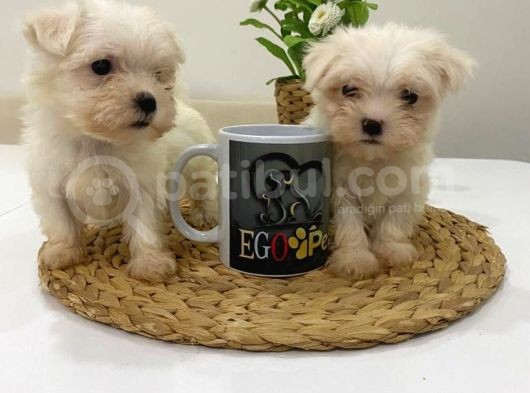 Muhteşem Teacup Bebekler görsel