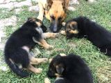 45 Günlük Alman Kurdu Yavruları