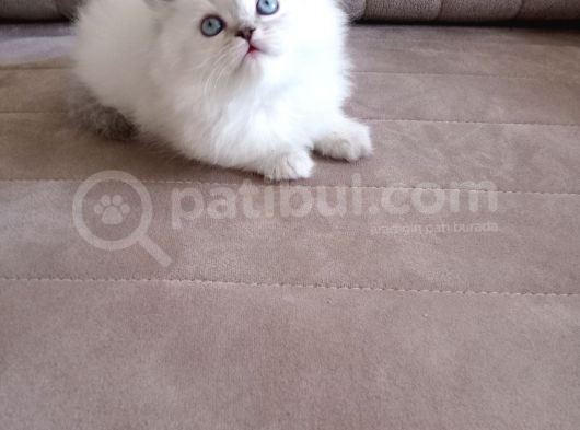Safkan Sağlıklı British Long  Hair Bebekler görsel