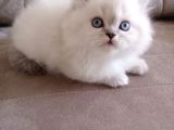 Safkan sağlıklı British long  hair bebekler