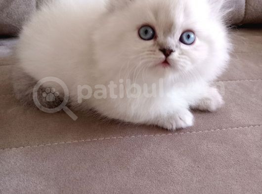 Safkan Sağlıklı British Long  Hair Bebekler