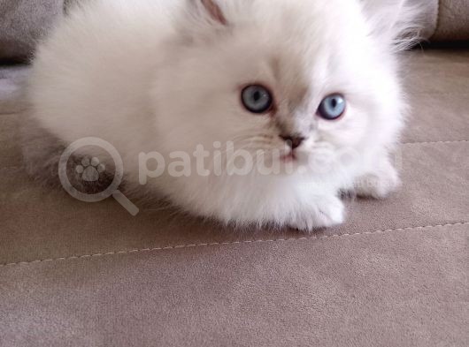 Safkan Sağlıklı British Long  Hair Bebekler görsel