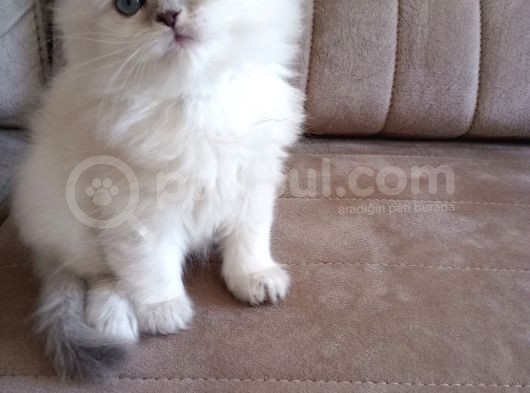 Safkan Sağlıklı British Long  Hair Bebekler görsel