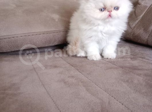 Safkan Şecereli İran Persian Bebekler görsel