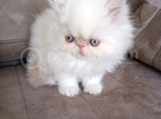 Safkan Şecereli İran Persian Bebekler