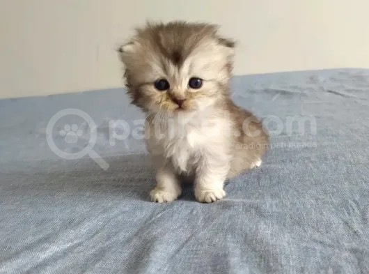 Safkan Sağlıklı British Long  Hair Bebekler görsel