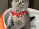 Uyguna Dişi Safkan Ayı Surat Kaliteli British Bebemiz
