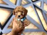 Antalya Toy Poodle Bebekler