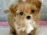 MALTİPO CİNSİ 