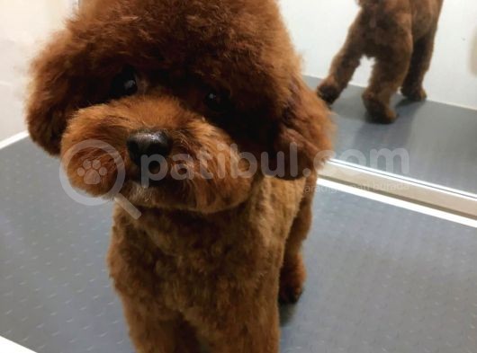 Antalya Toy Poodle Bebekler