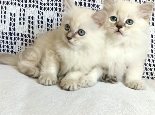 Özel Top Kafa Yavrularım Blue Point Sağlıklı Utfuna görsel
