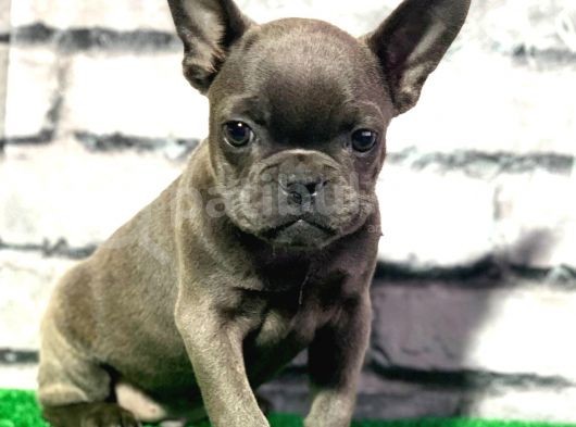 Fransiz Bulldog Soli̇d Blue Erkek Yavrumuz