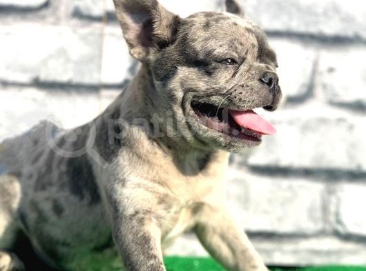 Erkek Güzeli̇ Fransiz Bulldog Blue Merle Yavrumuz görsel