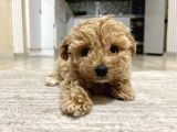 teacup toy poodle kızımız