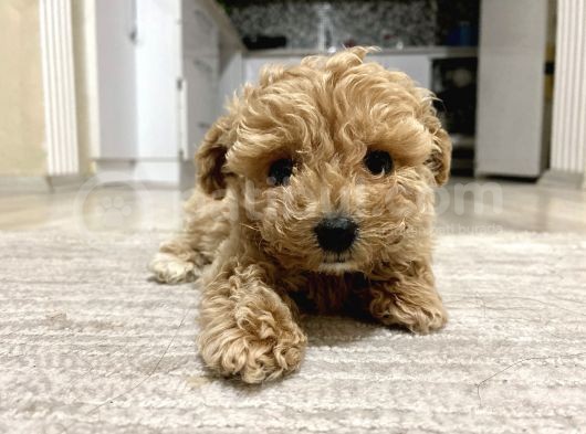 Teacup Toy Poodle Kızımız