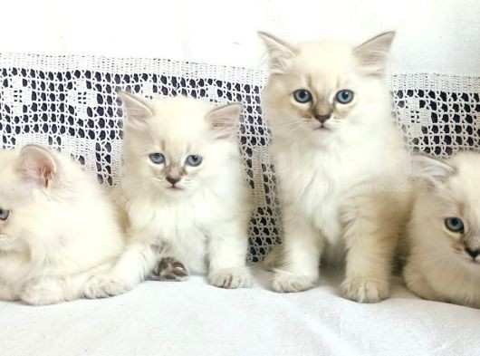 Özel Top Kafa Yavrularım Blue Point Sağlıklı Utfuna görsel