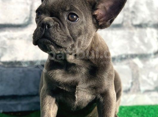Fransiz Bulldog Soli̇d Blue Erkek Yavrumuz görsel