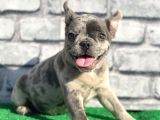 Erkek Güzeli̇ Fransiz Bulldog Blue Merle Yavrumuz