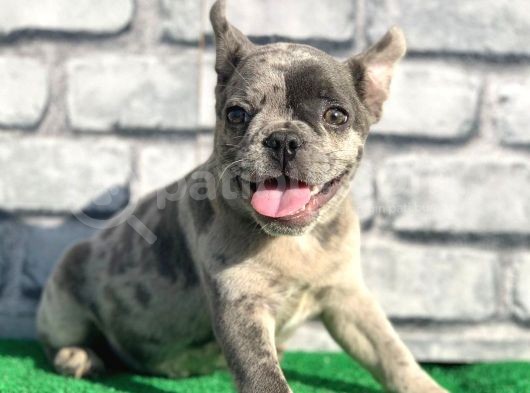 Erkek Güzeli̇ Fransiz Bulldog Blue Merle Yavrumuz görsel