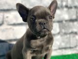 Fransiz Bulldog Soli̇d Blue Erkek Yavrumuz