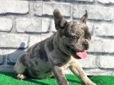 ERKEK GÜZELİ FRANSIZ BULLDOG BLUE MERLE YAVRUMUZ