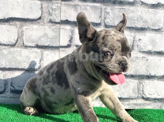 Erkek Güzeli̇ Fransiz Bulldog Blue Merle Yavrumuz