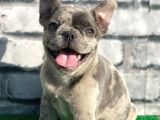 Erkek Güzeli̇ Fransiz Bulldog Blue Merle Yavrumuz