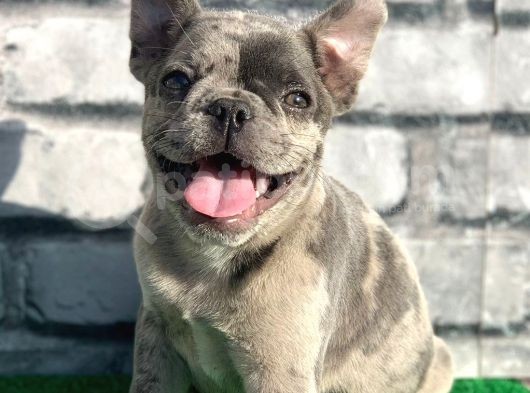 Erkek Güzeli̇ Fransiz Bulldog Blue Merle Yavrumuz görsel