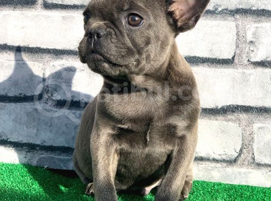 Fransiz Bulldog Soli̇d Blue Erkek Yavrumuz görsel