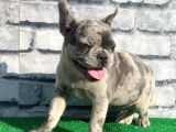 Erkek Güzeli̇ Fransiz Bulldog Blue Merle Yavrumuz