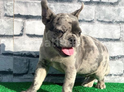 Erkek Güzeli̇ Fransiz Bulldog Blue Merle Yavrumuz görsel