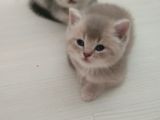 Güzeller Güzeli Prens Ve Prenseslerim