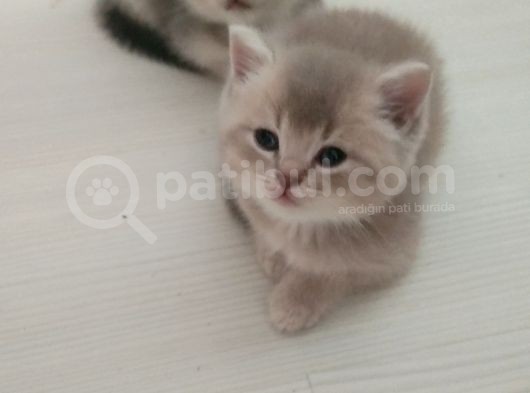 Güzeller Güzeli Prens Ve Prenseslerim görsel
