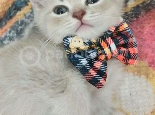 Güzeller Güzeli Prens Ve Prenseslerim görsel