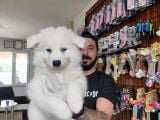 Ayi̇ Yavrusu Samoyed A Kali̇te Irk