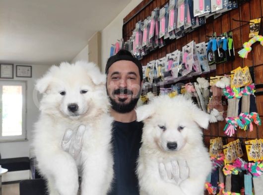 Ayi̇ Yavrusu Samoyed A Kali̇te Irk görsel